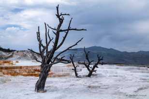 Mammoth Hot Springs-7712.jpg